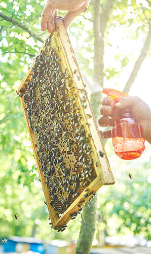 State Supported Apiculture (Bee Hives) Insurance